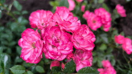 blooming pink roses in the garden