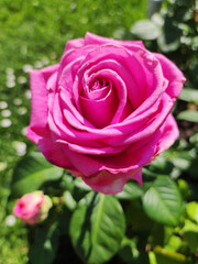 blooming pink roses in the garden