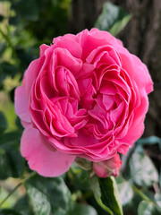 blooming pink roses in the garden