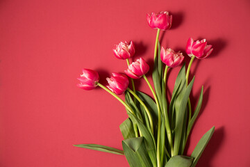 Bouquet of pink terry tulips on a pink. Spring and holiday concept