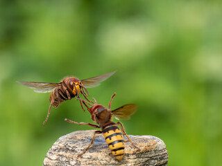 Hornisse (Vespa crabro)