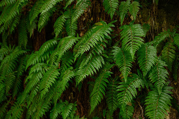 Lush green ferns growing on mountain in wild nature. Background, fern texture, Pteridium. Fern in tropical forest, natural background.