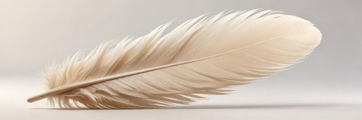 Soft beige feather isolated on a solid white background , white background, nature