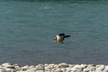 duck in the lake