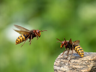 Hornisse (Vespa crabro)