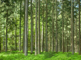 Beautiful view of the forest of la G&eacute;ronst&egrave;re