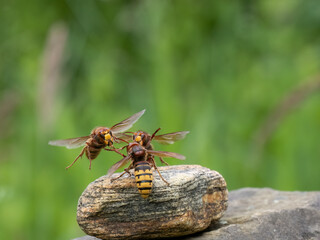 Hornisse (Vespa crabro)