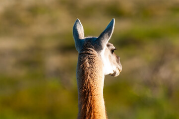 Guanacos in Lihue Calel National Park, La Pampa, Patagonia, Argentina.