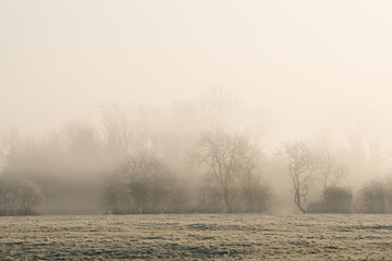 Distant trees in mist