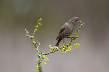 Bay winged Cowbird nesting, in Calden forest environment, La Pampa Province, Patagonia, Argentina.