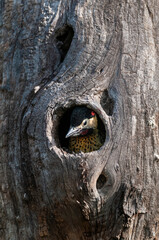 Obraz premium Green barred Woodpecker in forest environment, La Pampa province, Patagonia, Argentina.