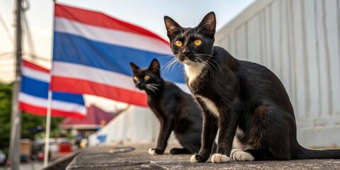 Obraz premium The Thai flag serves as a backdrop for the Thai cat