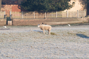 Lone sheep in a frosty field
