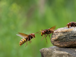 Hornisse (Vespa crabro)