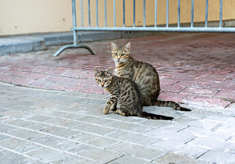 mother tabby striped cat with her kitten on a city sidewalk. Stray cats in an urban setting. Feline family searching for shelter and food. Animal rescue theme