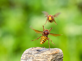 Hornisse (Vespa crabro)