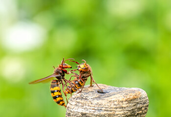 Hornisse (Vespa crabro)