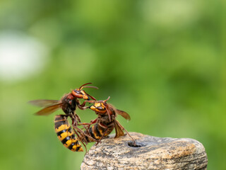Hornisse (Vespa crabro)