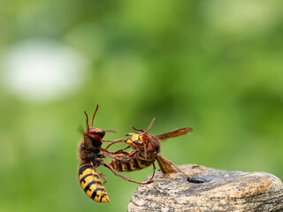 Hornisse (Vespa crabro)