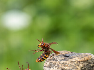 Hornisse (Vespa crabro)