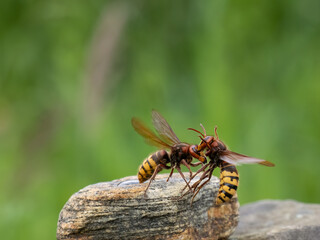 Hornisse (Vespa crabro)