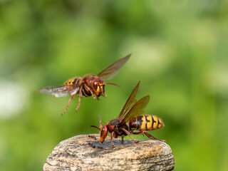 Hornisse (Vespa crabro)