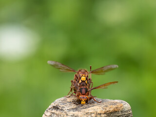 Hornisse (Vespa crabro)