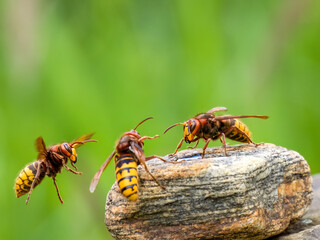 Hornisse (Vespa crabro)