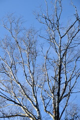 These are leafless birches in nature in sunny winter day.