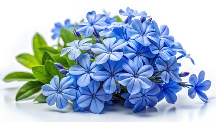 Architectural photography captures a stunning white plumbago bouquet, its delicate blue flowers a breathtaking contrast.