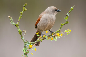 Bay winged Cowbird nesting, in Calden forest environment, La Pampa Province, Patagonia, Argentina.