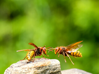 Hornisse (Vespa crabro)