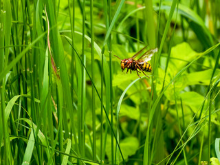 Hornisse (Vespa crabro)