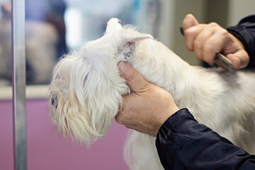 Close up groomer's hands trimming a white miniature schnauzer