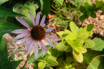 Echinacea is growing in garden. Plant of Aster family. Purple Echinacea grows in meadow or open areas. Cottage garden.