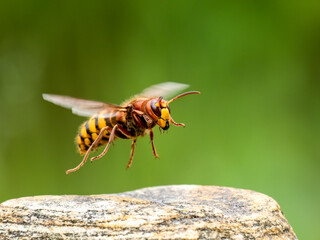 Hornisse (Vespa crabro)