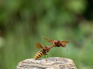 Hornisse (Vespa crabro)