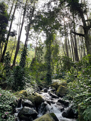 Mountain water flow in a fresh green tropical forest with natural stones and natural green moss.