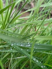 grass with dew drops
