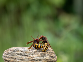 Hornisse (Vespa crabro)
