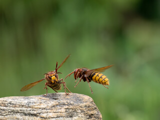 Hornisse (Vespa crabro)