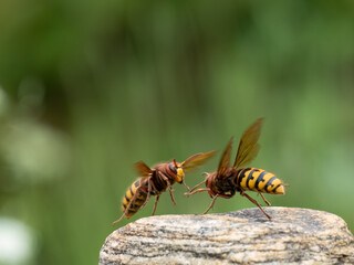 Hornisse (Vespa crabro)