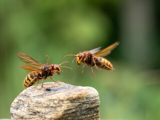 Hornisse (Vespa crabro)