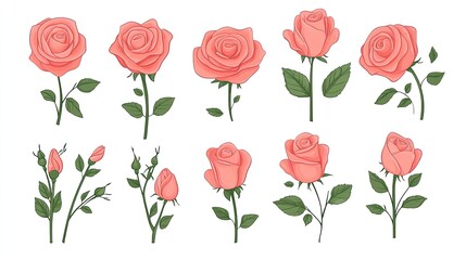 Collection of various pink roses in different stages of bloom and growth on a white background