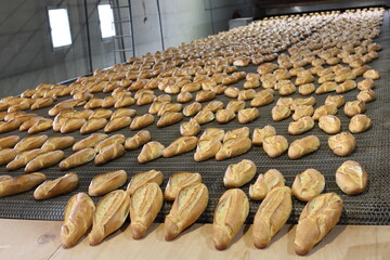 Golden brown loaves of freshly baked bread coming from an industrial conveyor belt oven