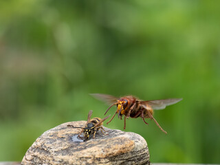 Hornisse (Vespa crabro)