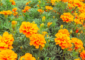 あかぼり小菊の里　マリーゴールド46