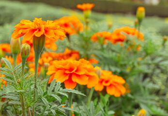 あかぼり小菊の里　マリーゴールド38