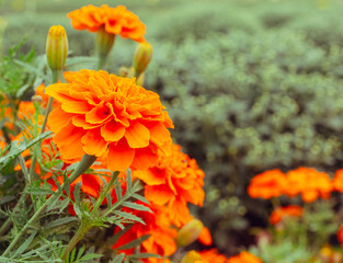 あかぼり小菊の里　マリーゴールド42