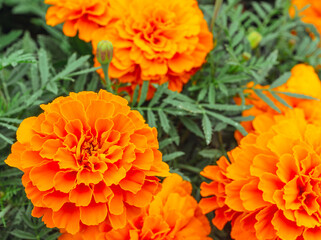 あかぼり小菊の里　マリーゴールド30